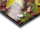 Frosted Maple Leaf Acrylic print