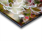 Iced Leaves Acrylic print