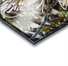 Frozen Teasel Acrylic print