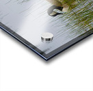 Canada Geese Acrylic print