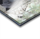 Mysterious Black Fell Pony Acrylic print