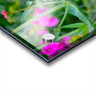 Pale Swallowtail Acrylic print