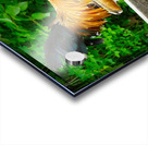 Rooster Strut Acrylic print