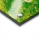 Veiled Gossamer Acrylic print