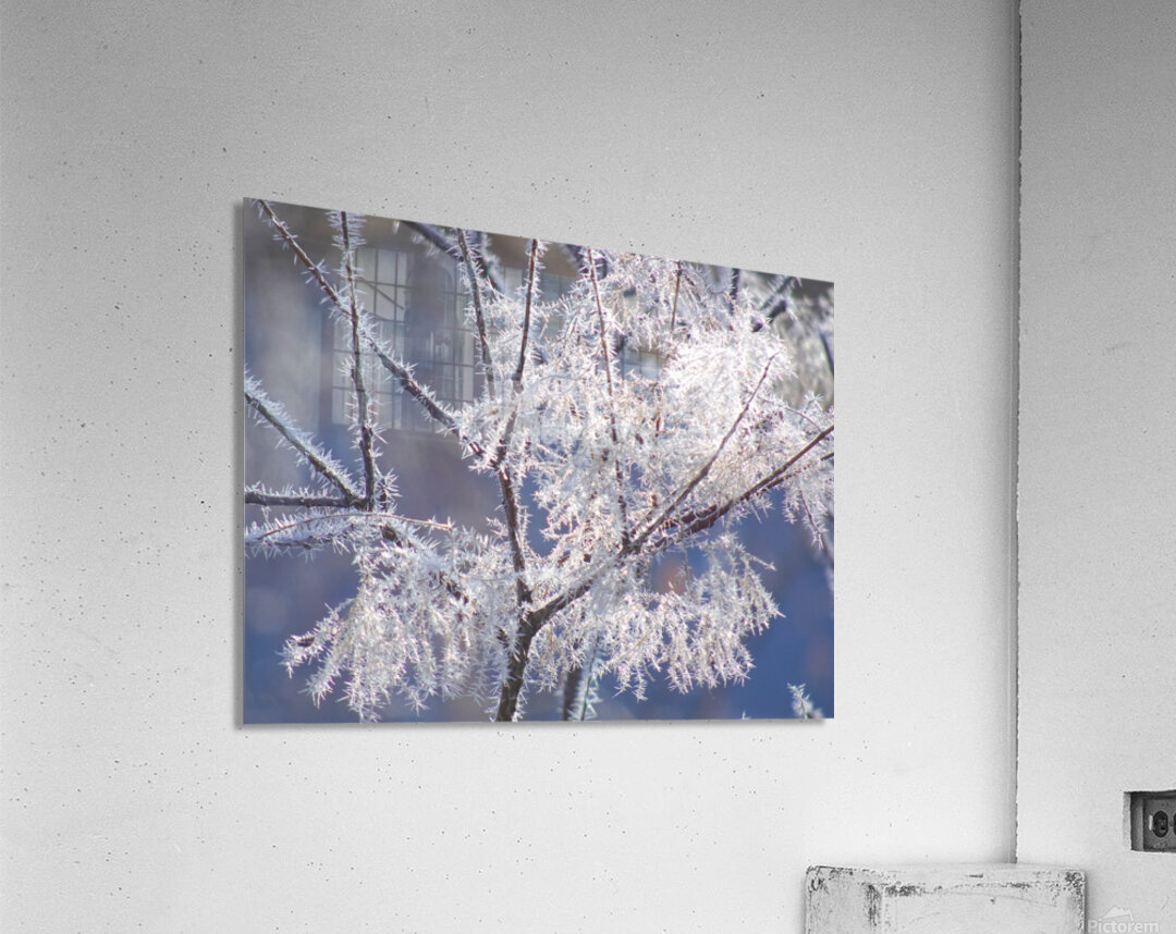 Frozen Fantasy Acrylic Print