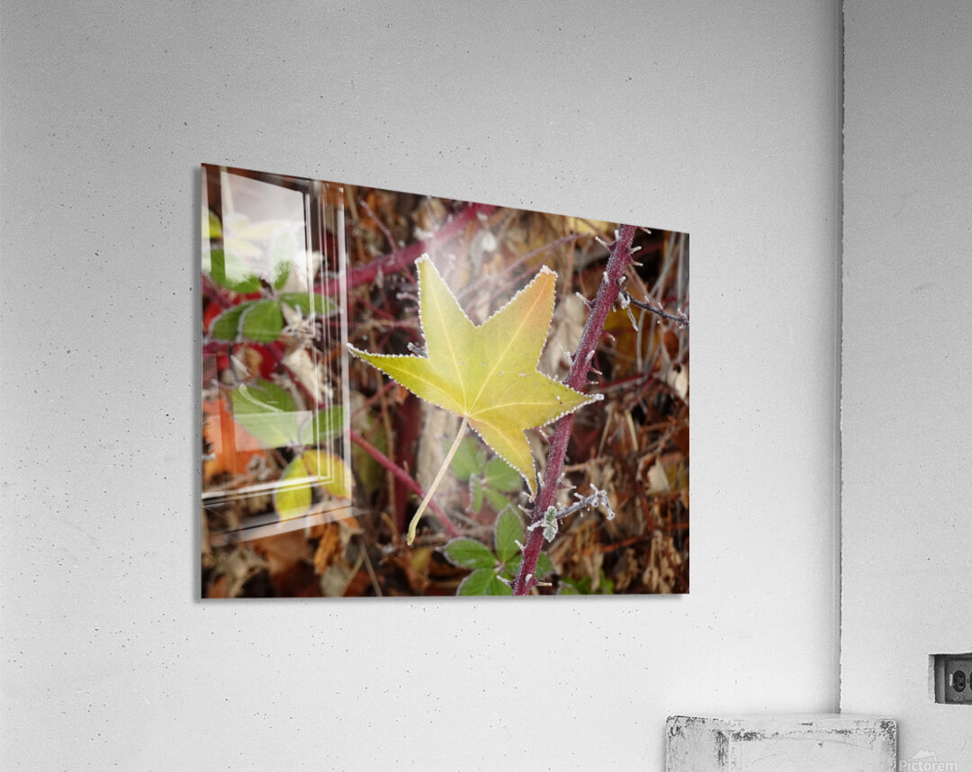 Frosted Maple Leaf Acrylic Print