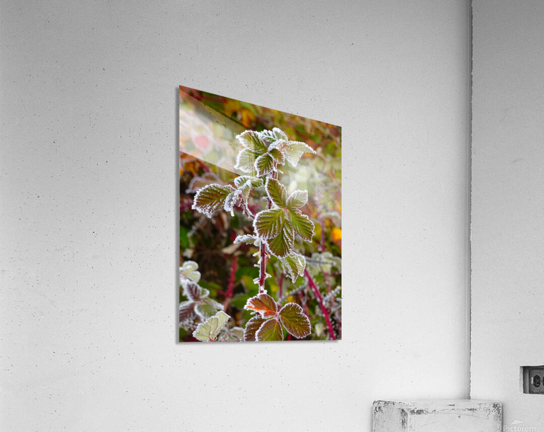 Iced Leaves Acrylic Print