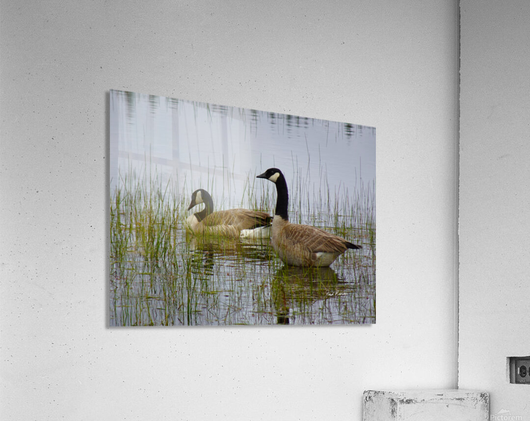 Canada Geese Acrylic Print