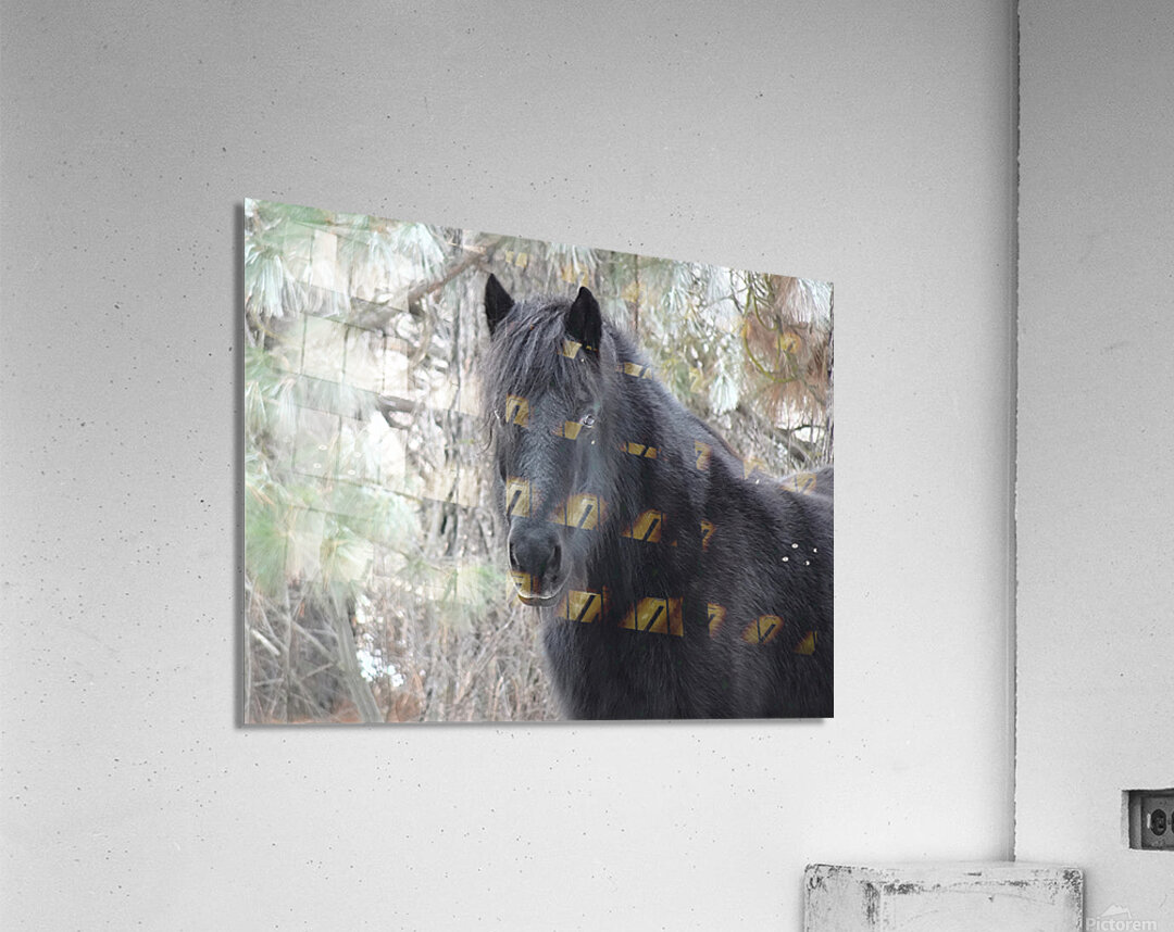 Mysterious Black Fell Pony Acrylic Print