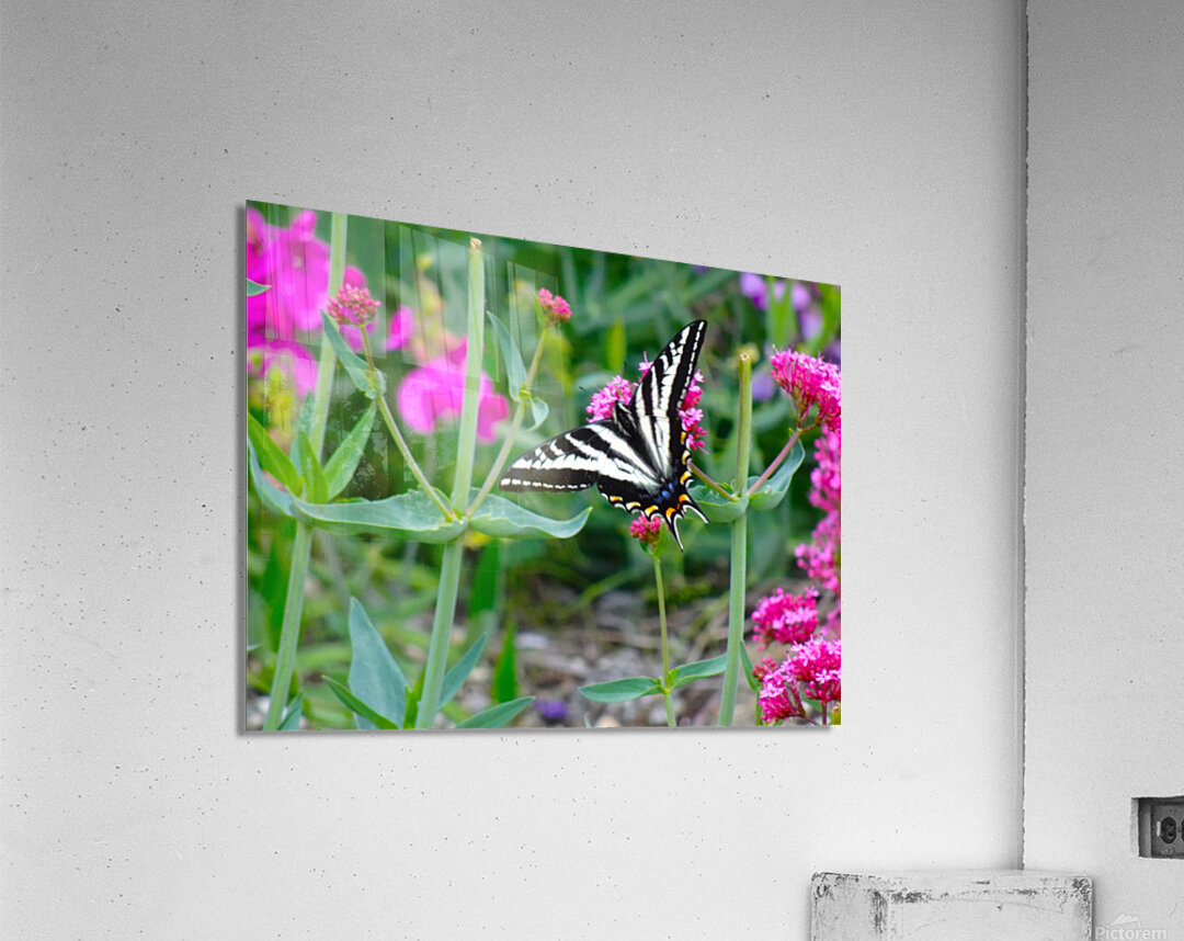 Pale Swallowtail Acrylic Print