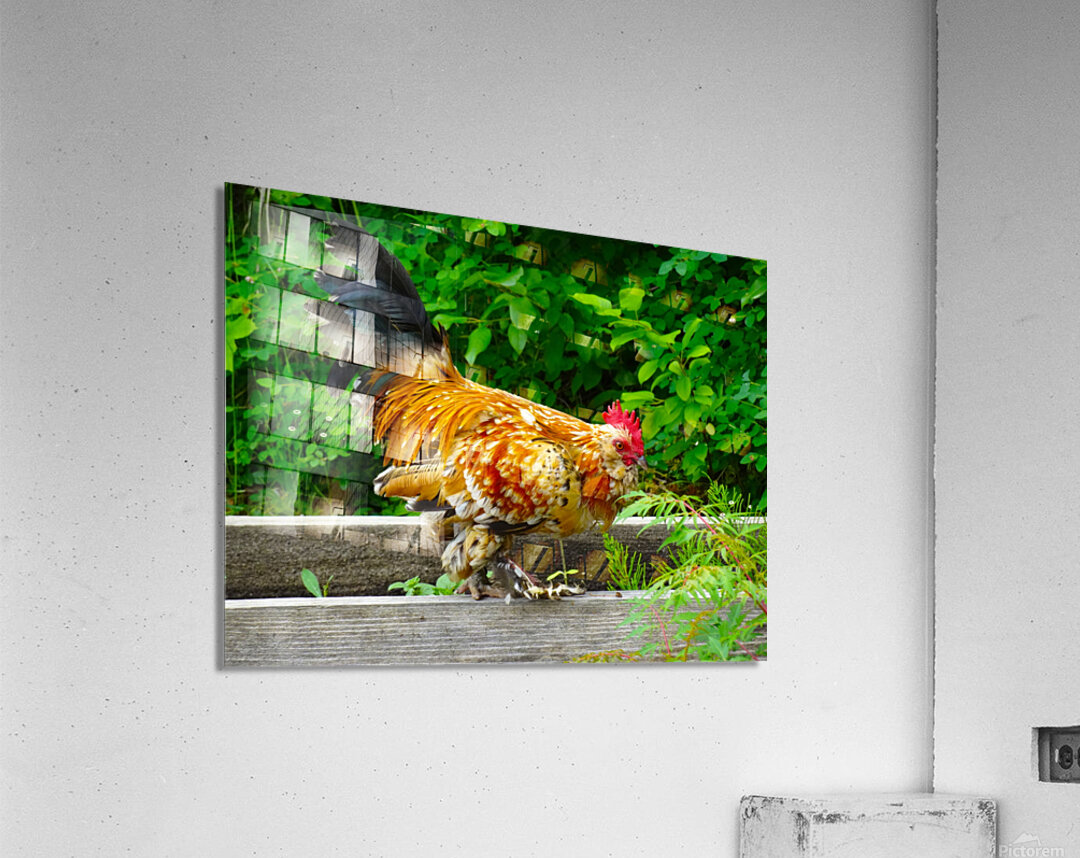 Rooster Strut Acrylic Print