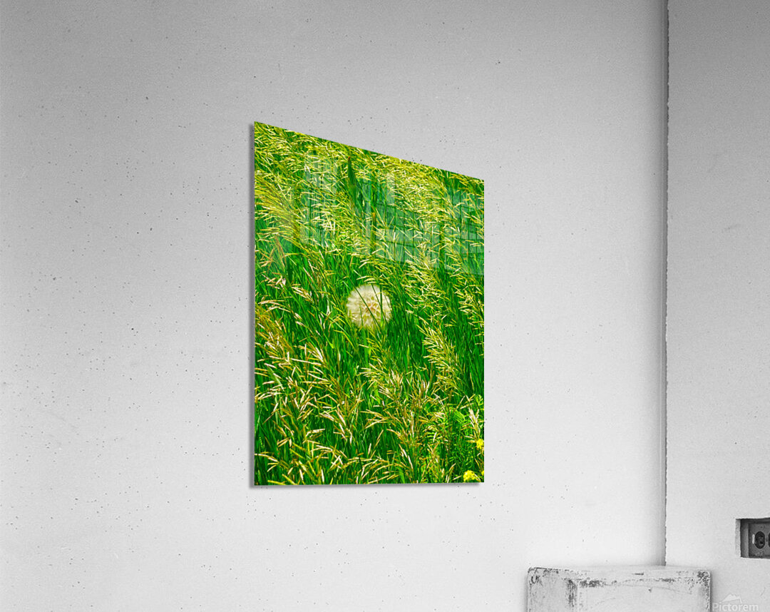 Veiled Gossamer Acrylic Print