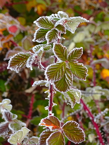 Iced Leaves