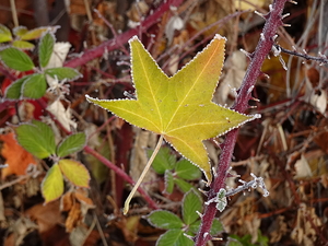 Frosted Maple Leaf