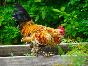 Rooster Strut