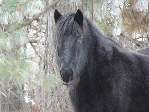 Mysterious Black Fell Pony
