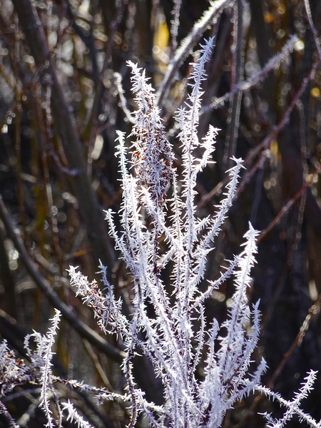 Hoar Frost by Fred Pierson Images