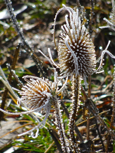 Frozen Teasel by Fred Pierson Images