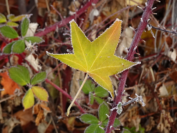 Frosted Maple Leaf by Fred Pierson Images