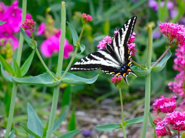 Pale Swallowtail by Fred Pierson Images