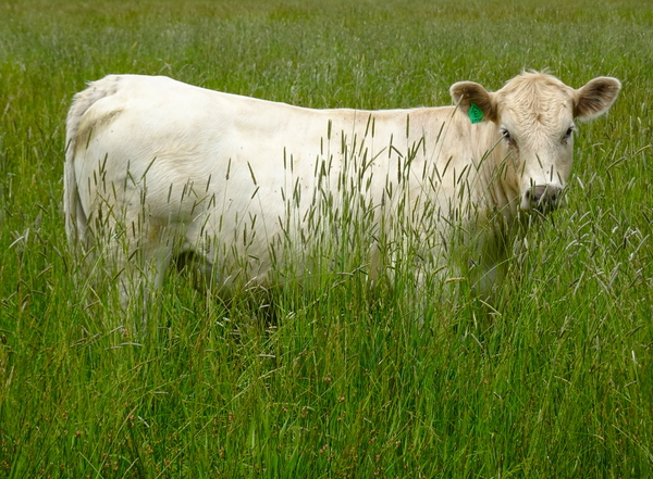 Pastoral Bliss by Fred Pierson Images