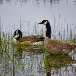 Canada Geese