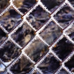 Icy Wire Fence