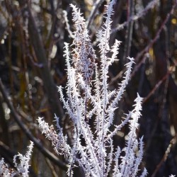 Hoar Frost
