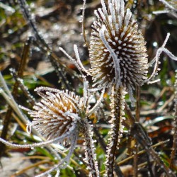 Frozen Teasel