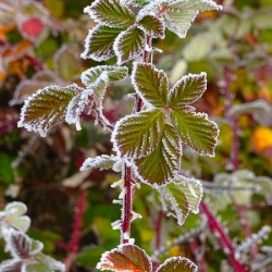 Iced Leaves
