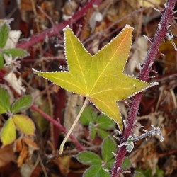 Frosted Maple Leaf
