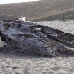 Driftwood