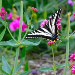 Pale Swallowtail