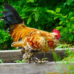 Rooster Strut