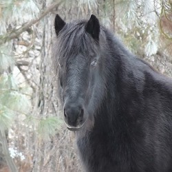 Mysterious Black Fell Pony