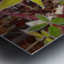 Frosted Maple Leaf Metal print