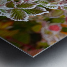 Iced Leaves Metal print