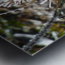 Frozen Teasel Metal print