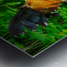 Rooster Strut Metal print