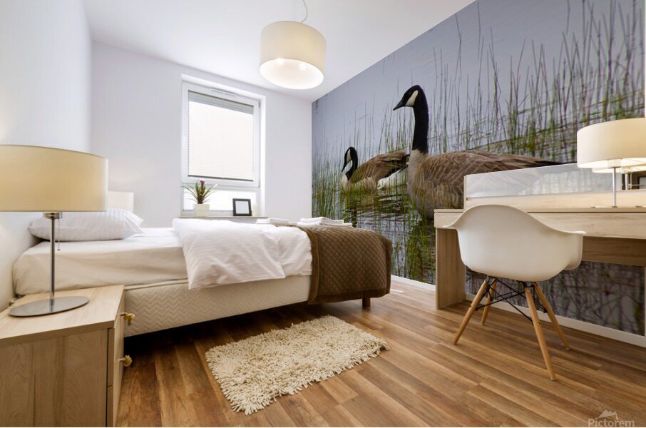 Canada Geese Mural print