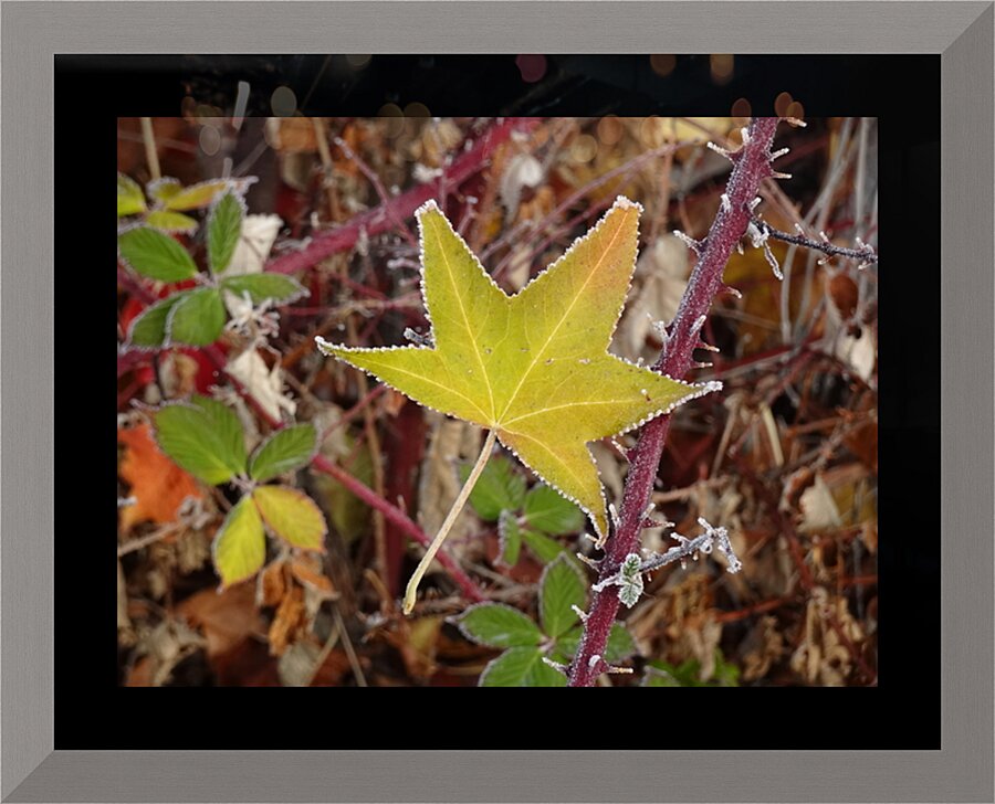 Frosted Maple Leaf Picture Frame print