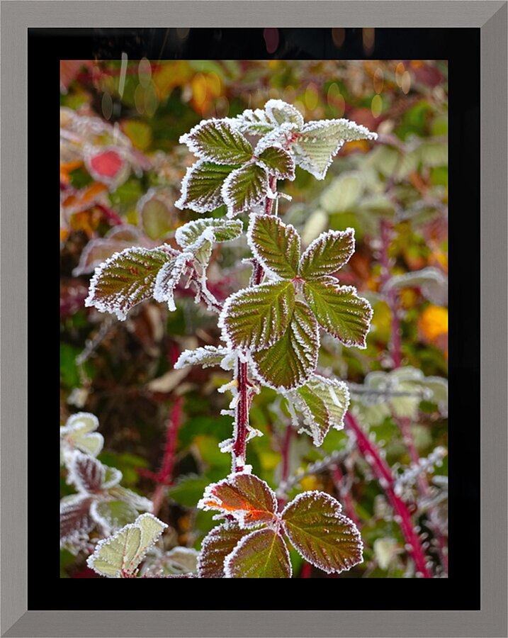 Iced Leaves Picture Frame print