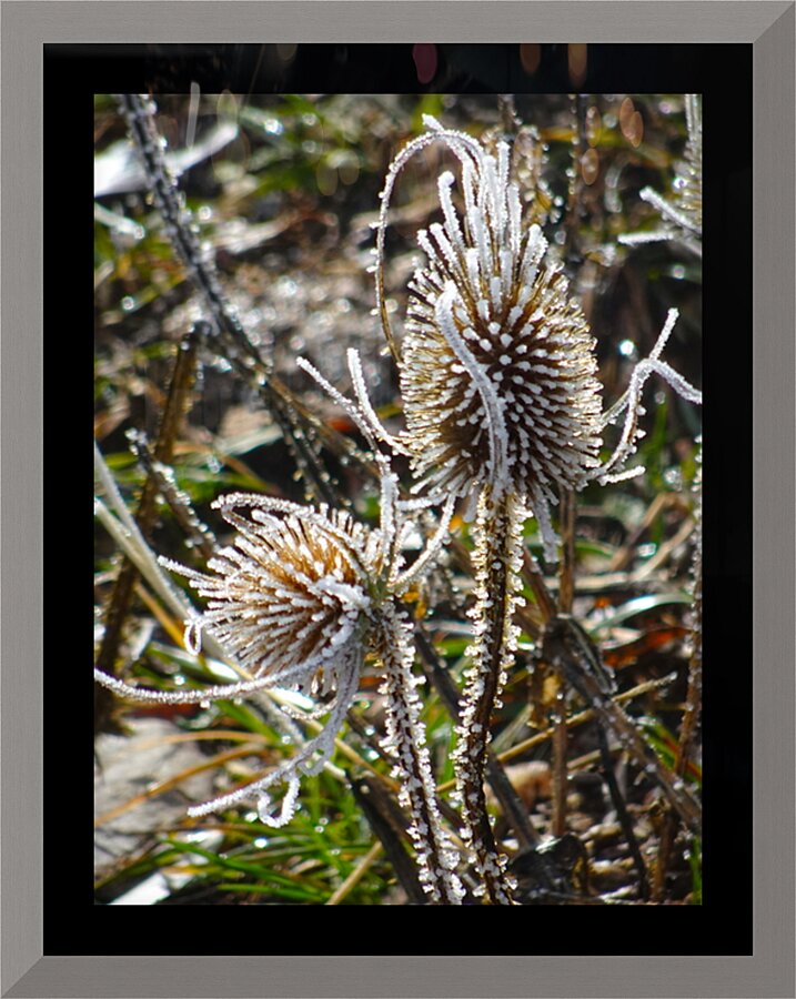 Frozen Teasel Picture Frame print