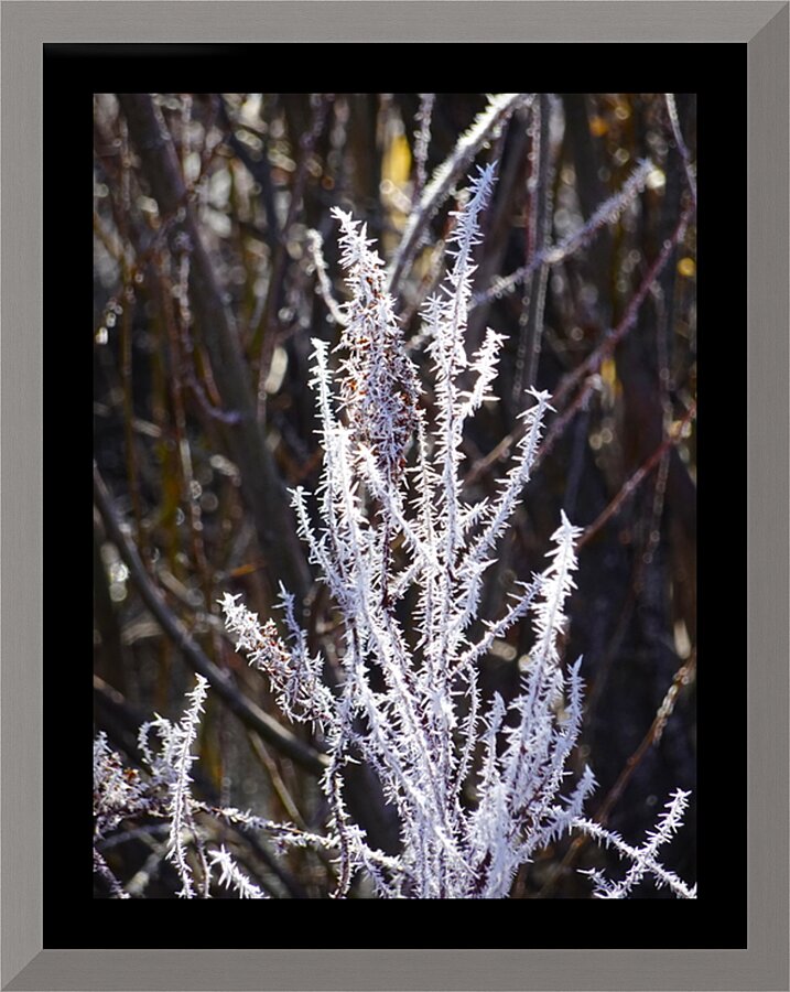 Hoar Frost Picture Frame print