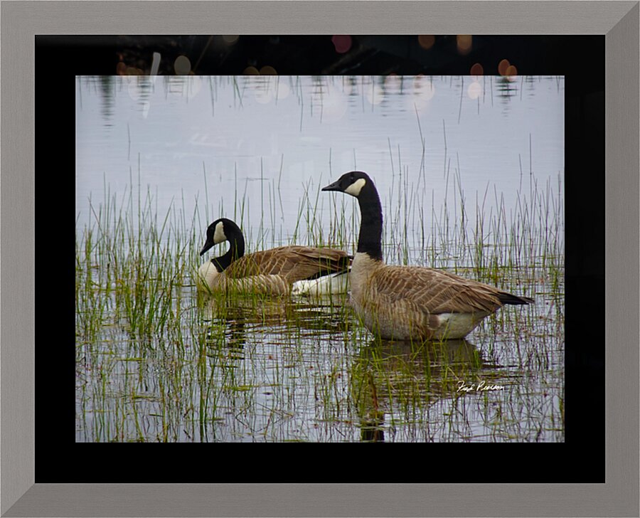 Canada Geese Picture Frame print