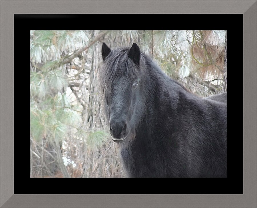Mysterious Black Fell Pony Picture Frame print