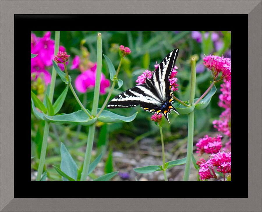 Pale Swallowtail Picture Frame print