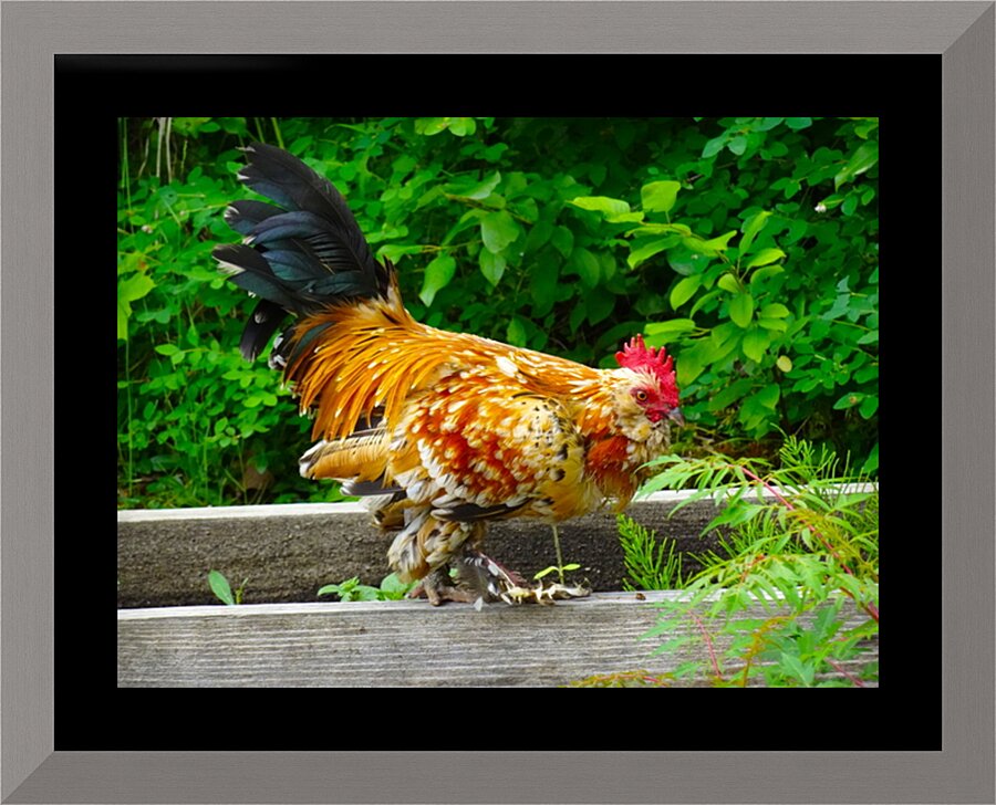 Rooster Strut Picture Frame print