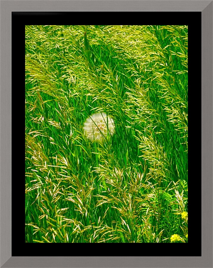 Veiled Gossamer Picture Frame print