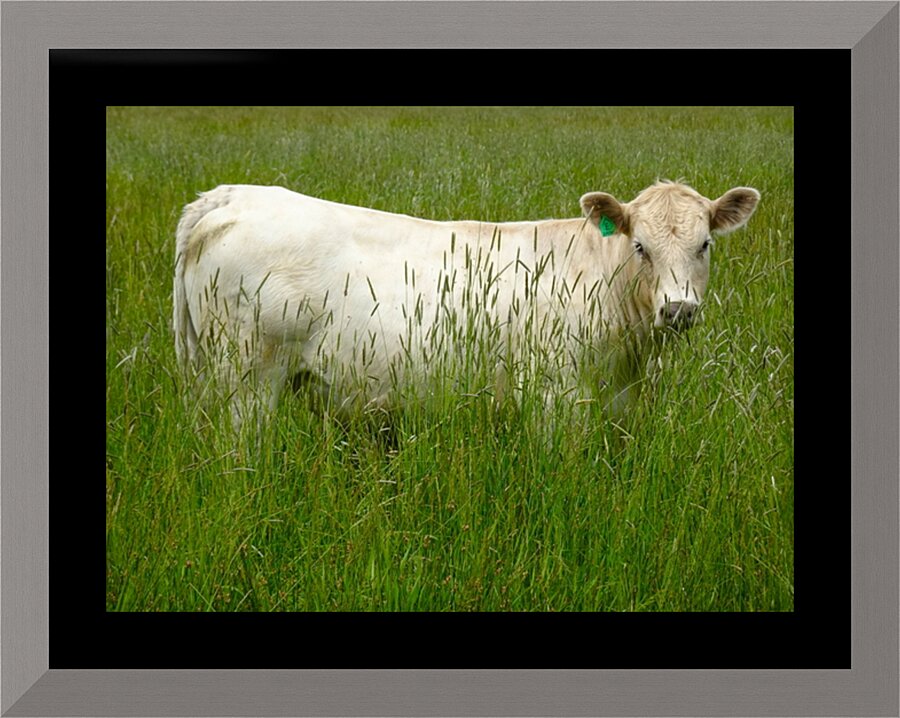 Pastoral Bliss Picture Frame print